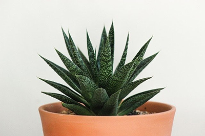 Izbová rastlina - aloe vera